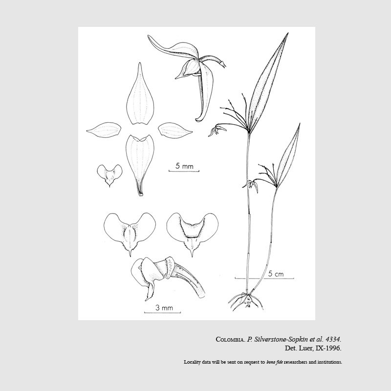 Pleurothallis somnolenta